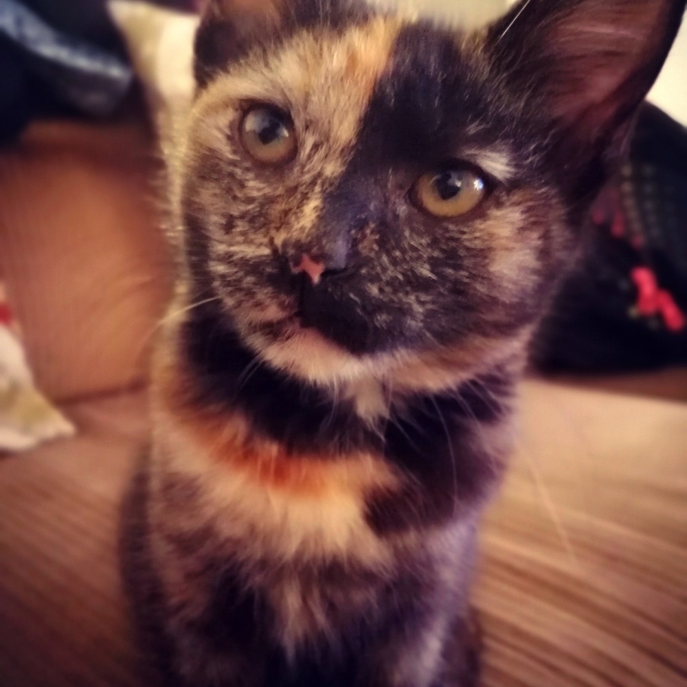 Meet your Posher, Elizabeth